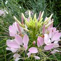 Cleome hassleriana 'Sparkler Blush' fleur